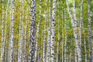 Sarı huş ağacı orman, geç sonbahar doğa manzara