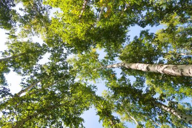 orman manzaralı aşağıdan gökyüzüne huş ağacı