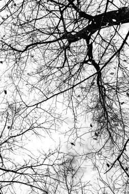Beyaz arkaplanda ağaç dalları silueti