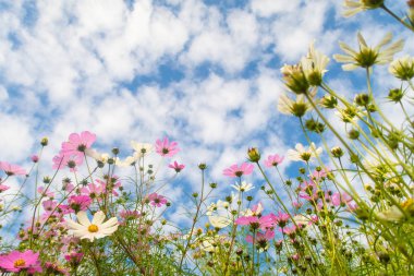 Cosmos çiçekler, görüntülemek aşağıdan gökyüzüne doğru