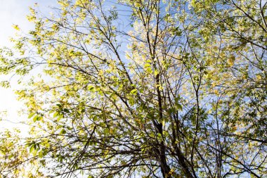 gökyüzü sonbahara ağaç görünümünün sarı yapraklar