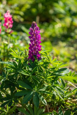 Lupinus çiçek yeşil yeşillik doğa ile parlak