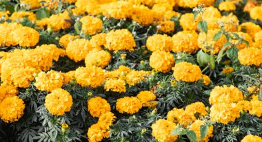 birçok marigolds küçük çiçekler