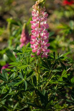 Lupinus çiçek yeşil yeşillik doğa ile parlak