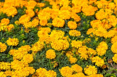 birçok marigolds küçük çiçekler