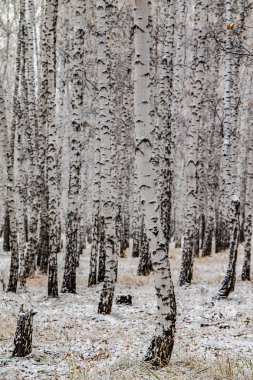 İlk kar huş ağacı orman manzara kış