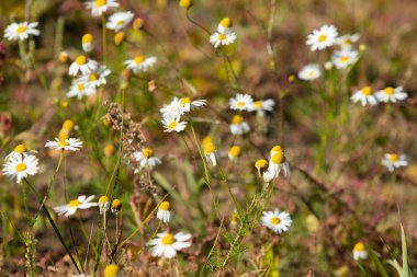 papatya çiçeği peyzaj alanı