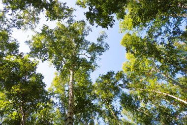 orman manzaralı aşağıdan gökyüzüne huş ağacı