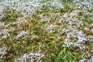 kar uzun boylu yeşil çim