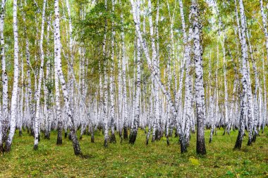 Sarı huş ağacı orman, geç sonbahar doğa manzara