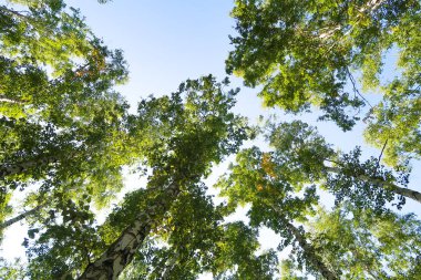orman manzaralı aşağıdan gökyüzüne huş ağacı