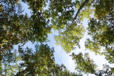 huş ağacı orman manzaralı gökyüzüne Sonbahar Doğa