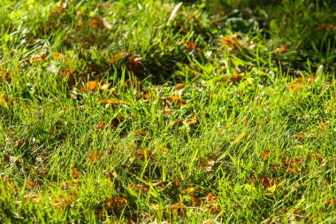 yeşil çim arka plan odak merkezi