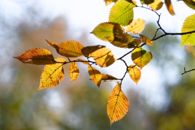 yakın çekim manzara sonbahar sarı ve yeşil yaprak