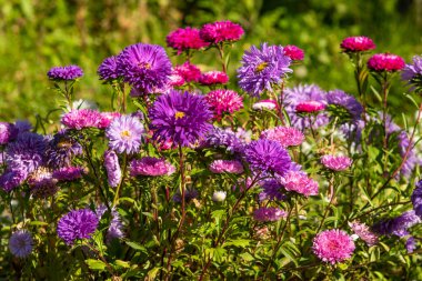 parlak sonbahar çiçek doğa manzara