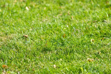 yeşil çim arka plan odak merkezi