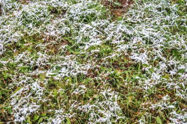 kar uzun boylu yeşil çim