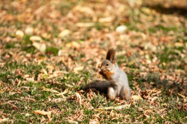 çimenlerin üzerinde sonbahar ormandaki sincap