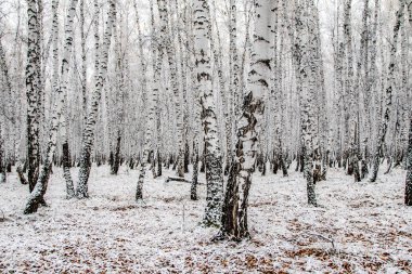 İlk kar huş ağacı orman manzara kış