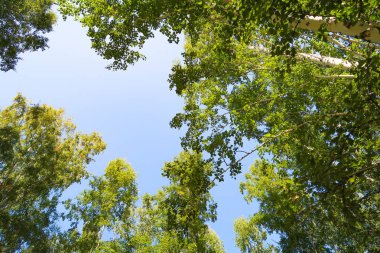 orman manzaralı aşağıdan gökyüzüne huş ağacı