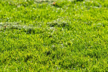 yeşil çim arka plan odak merkezi