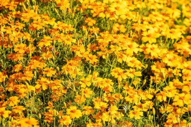 parlak sonbahar çiçek doğa manzara