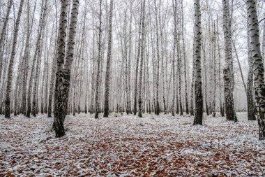 sonbahar manzara bir huş ormandaki ilk kar
