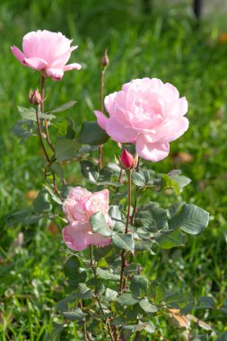 yakın doğa atış güzel çiçek gül