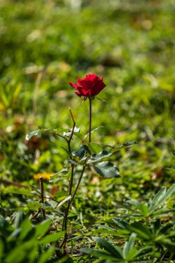 Lupinus çiçek yeşil yeşillik doğa ile parlak