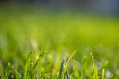 yeşil çim bokeh arka plan bulanık