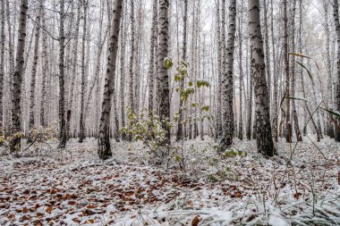 sonbahar manzara bir huş ormandaki ilk kar