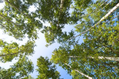 orman manzaralı aşağıdan gökyüzüne huş ağacı