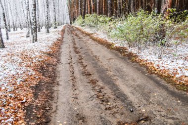 Kış ormanı boyunca yol