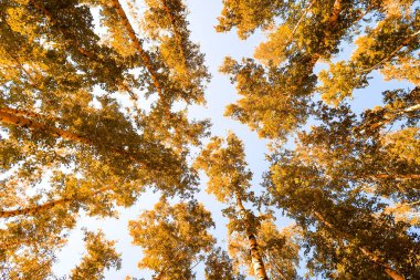 gökyüzü sonbahar arka planı sarı huş ağacı yaprakları