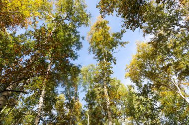 huş ağacı orman manzaralı gökyüzüne Sonbahar Doğa