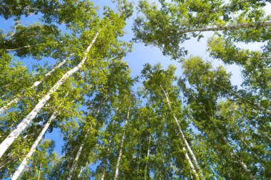 orman manzaralı aşağıdan gökyüzüne huş ağacı