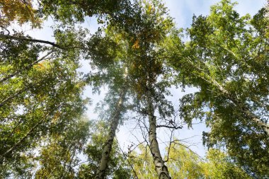 huş ağacı orman manzaralı gökyüzüne Sonbahar Doğa