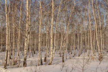 huş ağacı ormanda kış doğa manzarası