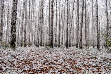 sonbahar manzara bir huş ormandaki ilk kar