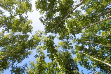orman manzaralı aşağıdan gökyüzüne huş ağacı