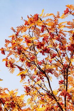 Doğa Sonbahar Ağaç ashberry parlak renkler