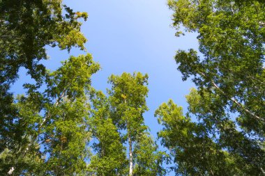 orman manzaralı aşağıdan gökyüzüne huş ağacı