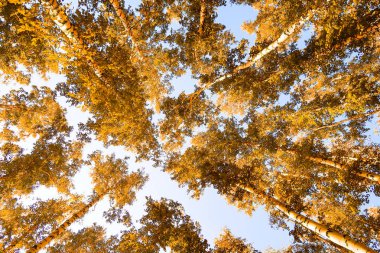 gökyüzü sonbahar arka planı sarı huş ağacı yaprakları