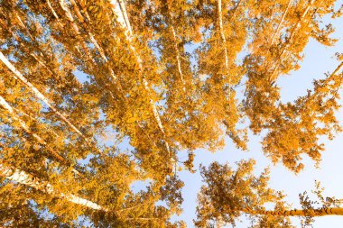 gökyüzü sonbahar arka planı sarı huş ağacı yaprakları
