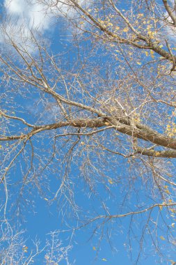 Sonbahar ağaç dalları göğe görüntüle