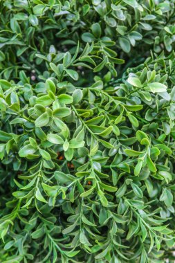 yapay bitkiler yeşil çiçekler