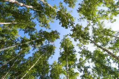 orman manzaralı aşağıdan gökyüzüne huş ağacı