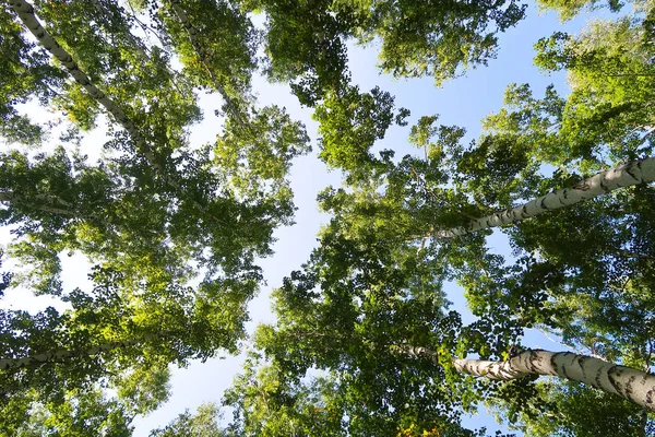 Birkenwald Blick Von Unten Den Himmel — Stockfoto