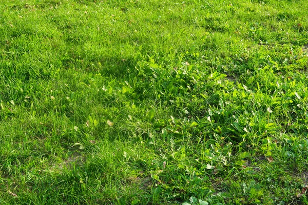 Grönt Gräs Närbild Bakgrund — Stockfoto