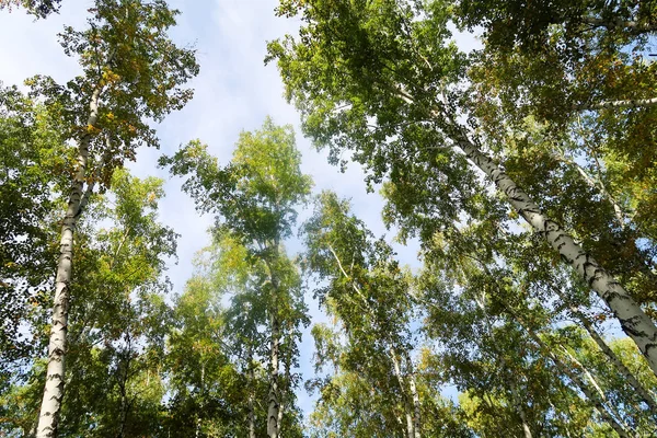 Θέα Στο Δάσος Σημύδας Προς Τον Ουρανό Φθινόπωρο Φύση — Φωτογραφία Αρχείου